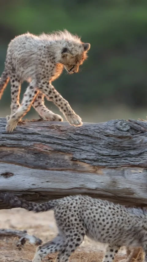 Vertical video, cheetah cubs playing on a fallen tree Stock Footage 341944694