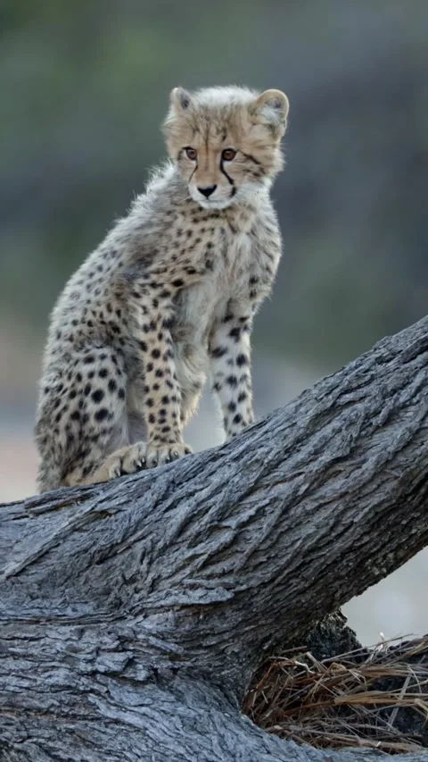 Vertical video, a cheetah cubs playing in a fallen tree Stock Footage 342100595