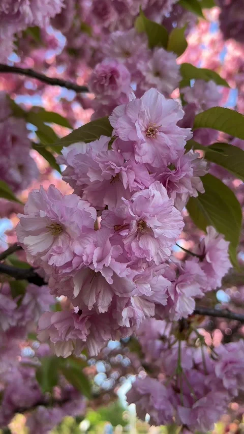 Vertical video of cherry blossom branches close-up against a bright blue sky Stock Footage 309459362