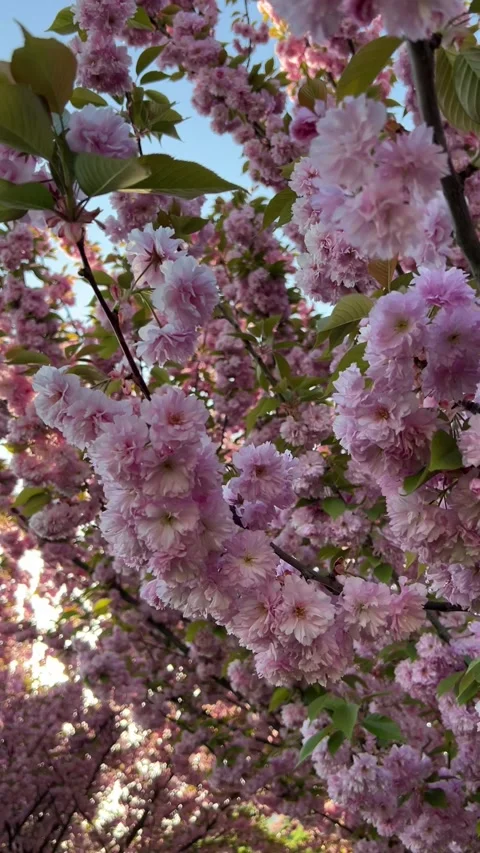 Vertical video of cherry blossoms against blue sky Stock Footage 309660448