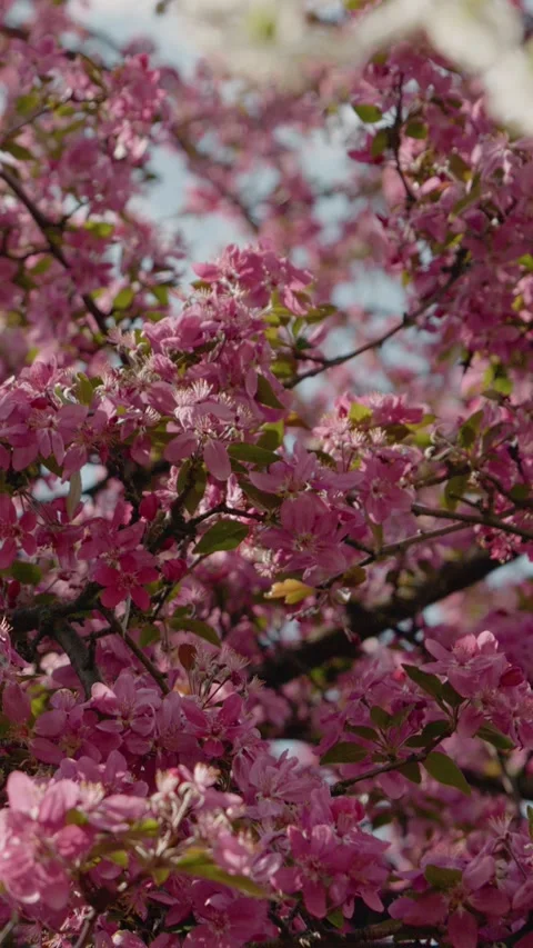 Vertical video Cherry blossoms bloom beautifully in spring at local park Stock Footage 309360642