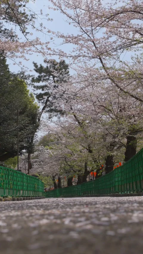 Vertical video of cherry blossoms falling in Japan. Stock Footage 263862810