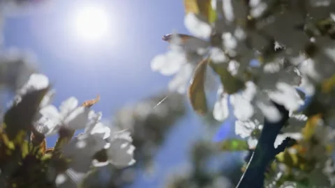 Vertical video. Cherry branches with a lot of white flowers. Stock-Footage 240633504