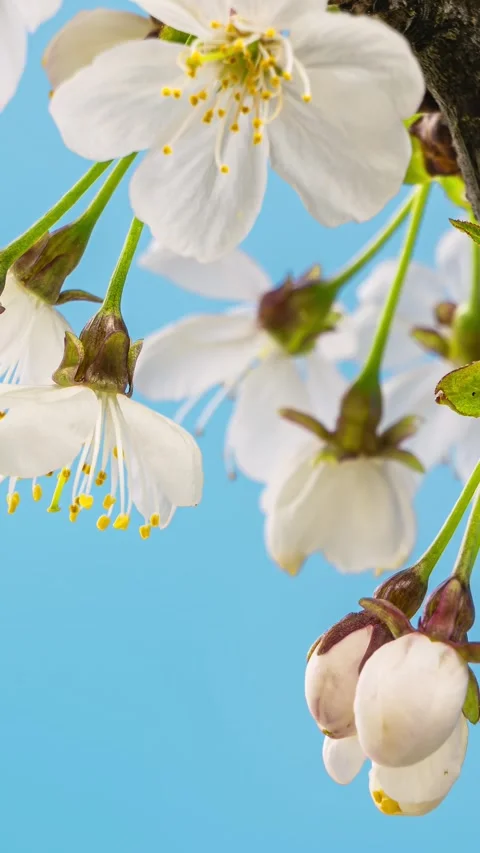 Vertical video of cherry tree flowers blooming in blue sunny day Time lapse Stock Footage 292914333