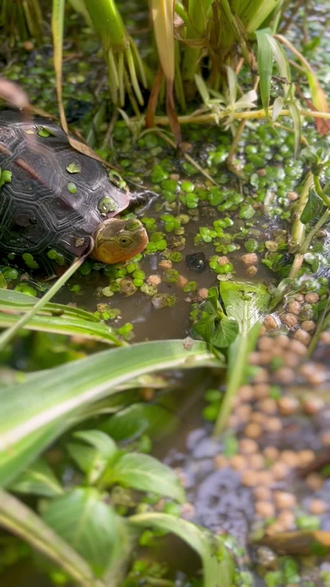 Vertical video of a chinese box turtle eating Stock Footage 313700351