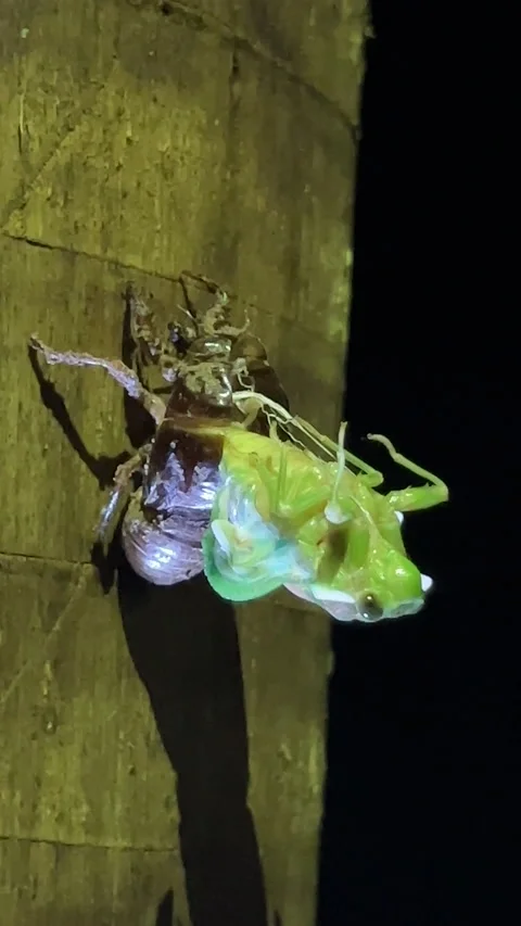 Vertical Video of Cicadas bug hatching metamorphosis life cycle Stock Footage 223579294