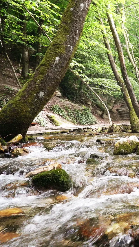 Vertical video, Clean stream coming from the mountains 動画素材 296104134