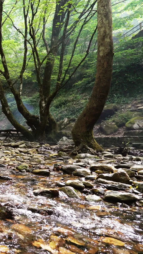 Vertical video, Clean stream coming from the mountains 動画素材 296104148