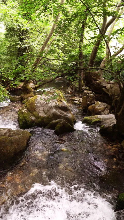 Vertical video, Clean stream coming from the mountains 库存影片 296117523