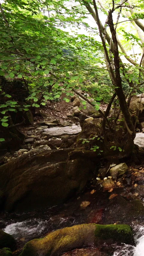 Vertical video, Clean stream coming from the mountains Vidéo 296117524