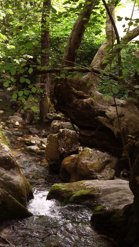 Vertical video, Clean stream coming from the mountains Stock Footage 296117547