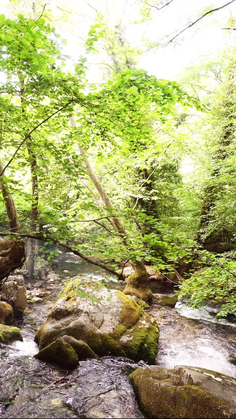 Vertical video, Clean stream coming from the mountains and camera pan Stock Footage 296118351