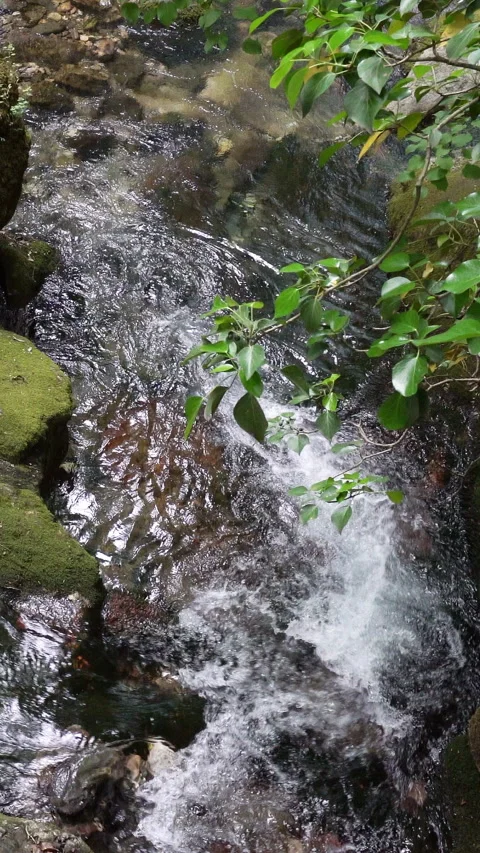 Vertical video, Clean stream coming from the mountains Stock Footage 296187832