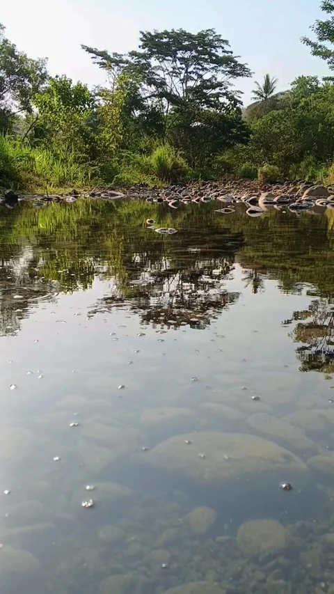 Vertical video of clear shallow river water with lush green trees reflecting Stock Footage 345569620