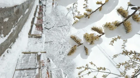 Vertical video of climate change. Snow at spring. Spring flowers covered with sn Video stock 126925280