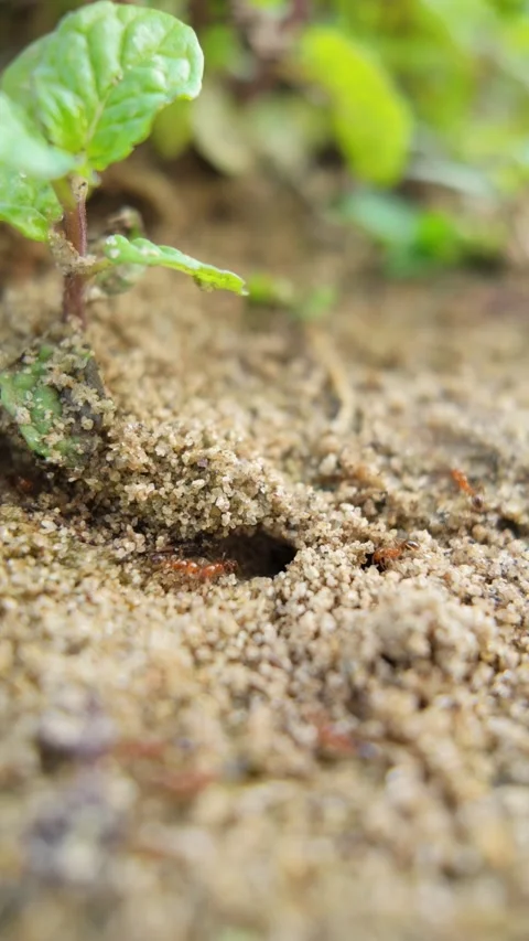 Vertical video, close-up of ants moving in and out of a nest	 Stock Footage 306237706
