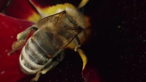 Vertical video close up bee on a flower Stock Footage 246958546