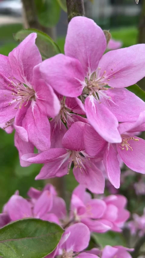 Vertical video. Close-up of blooming apple tree flowers gently swaying in the Stock Footage 309660895