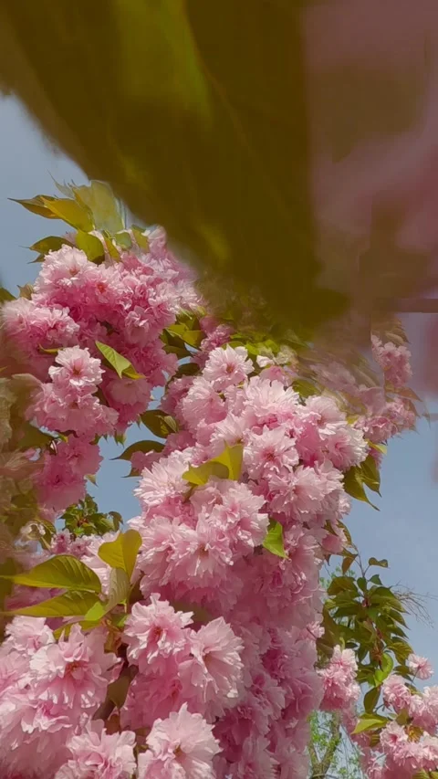 Vertical video, Close-up of branches of flowering sakura covered with pink Stock Footage 295272916
