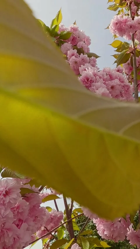 Vertical video, Close-up of branches of flowering sakura covered with pink Stock Footage 300393435