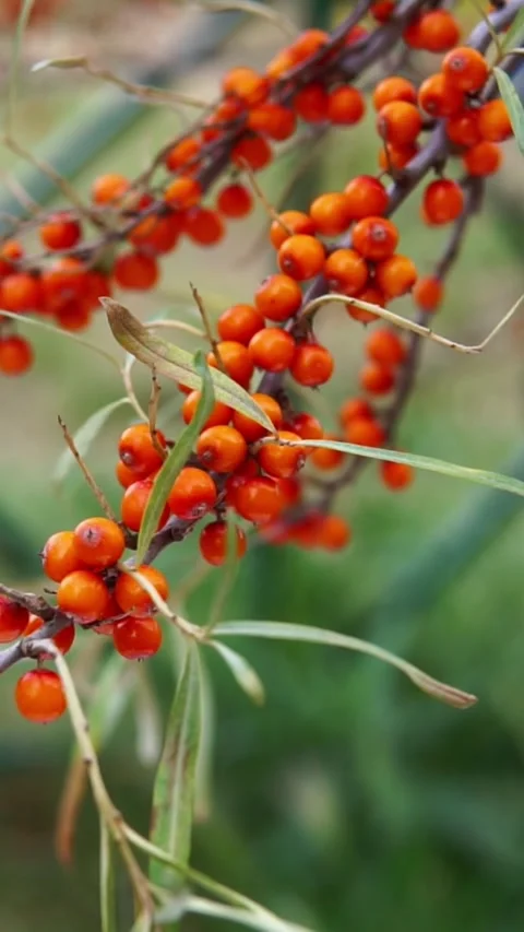 Vertical video close up of bright orange sea buckthorn berries growing on a tree Stock Footage 345211735