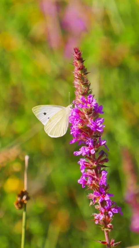 Vertical Video Close Up of Butterfly Fluttering Wings and Landing on Long Stock Footage 317241300