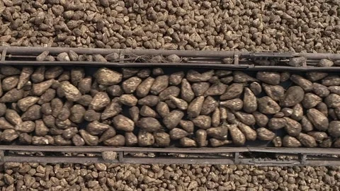Vertical video. Close up. Crane conveyor of combine harvester unloading sugar Video stock 253740856
