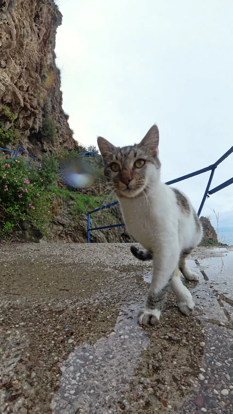 Vertical video. A Close-Up of a Curious Cat Standing Near a Blue Railing, with Stock Footage 296585866