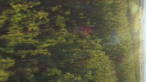 Vertical Video close up of Enormous Hemp Marijuana Field drone flying low Stock Footage 230644401