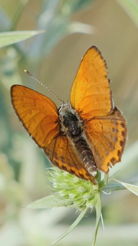 Vertical video close-up of a fiery copper butterfly resting with open wings Stock Footage 341647572