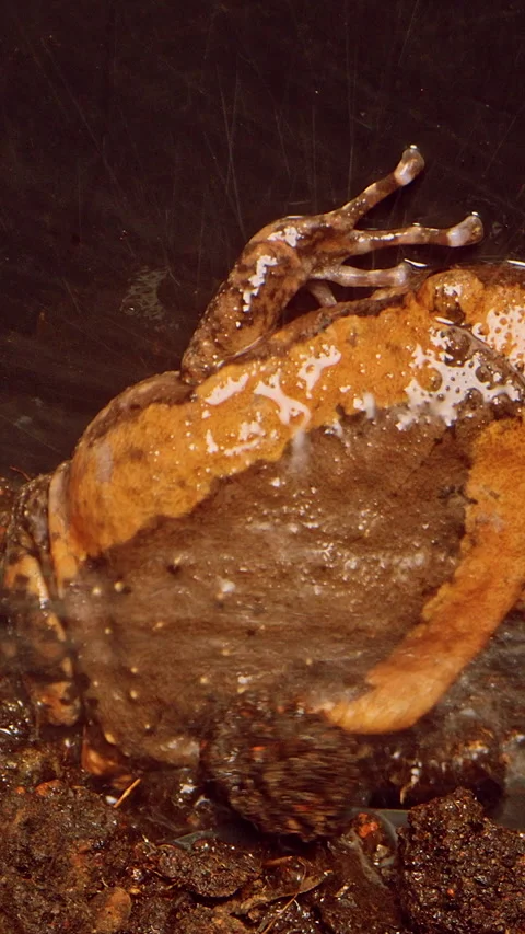 Vertical video. Close Up of Frog Covered in Wet Mud as Water Splashes on Body Re Stock Footage 331022770