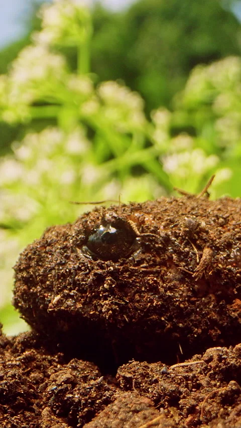 Vertical video. Close Up of Frog Covered in Soil Resting on Dirt with Blurred Gr Stock Footage 331023116