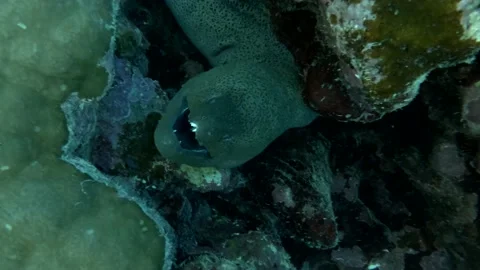 Vertical video, Close-up of Giant moray (Gymnothorax javanicus) on the coral ree Stock Footage 143483794
