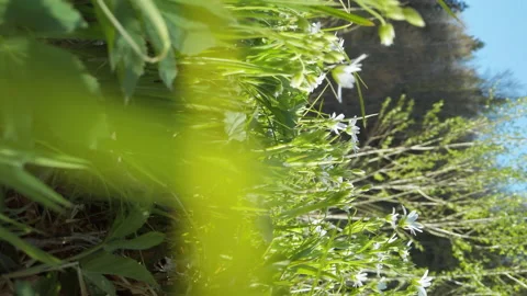 Vertical video close up of grass and flowers. Slow motion tracking shot Video stock 130485139