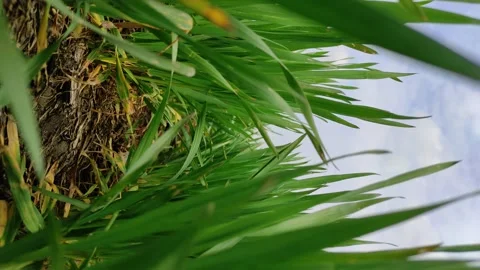 Vertical video close up of grass. Spring time Stock Footage 152720419