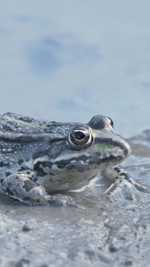 Vertical video close-up of a green frog sitting on wet mud before jumping aw Stock Footage 341647582