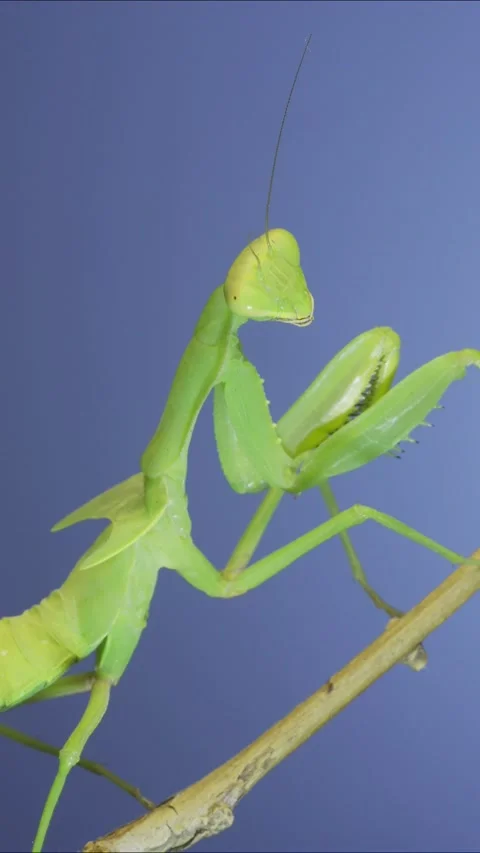 Vertical video, Close-up of green praying mantis sitting on bush branch and Stock Footage 202759268