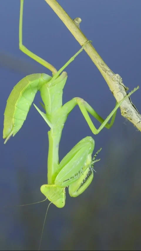 Vertical video, Close-up of green praying mantis sitting on bush branch and Stock Footage 202760177