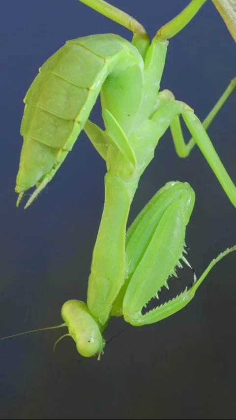 Vertical video,  Close-up of green praying mantis sitting on bush branchon and Stock Footage 202760449