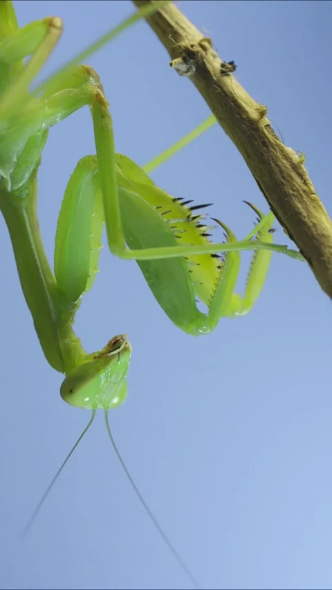 Vertical video, Close-up of green praying mantis sitting on bush branch on blue Stock Footage 202761212