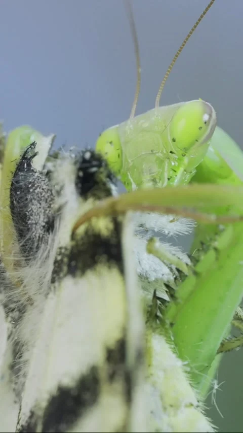 Vertical video, Close-up of Green praying mantis sits on a tree branch and eats Stock Footage 205811943