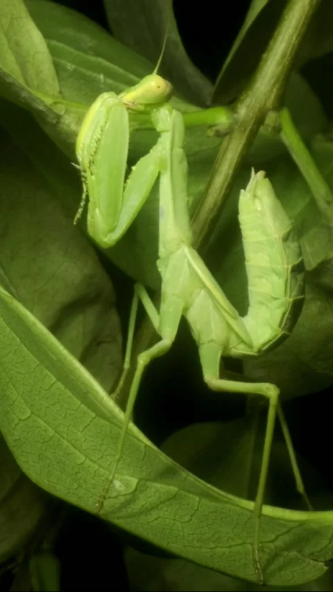 Vertical video, Close-up of large green praying mantis sitting on green leaves Vidéo 201455258