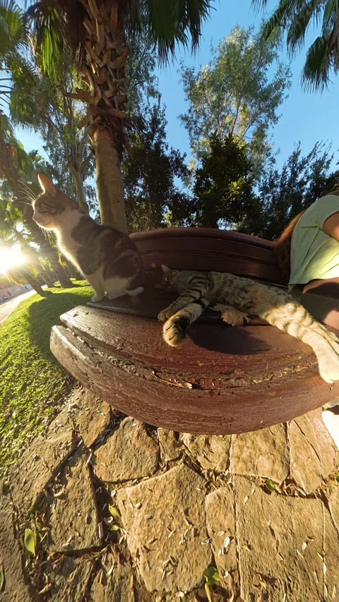 Vertical video. Close-up, low-angle shot of a tabby cat grabbing the camera with Stock Footage 290005938