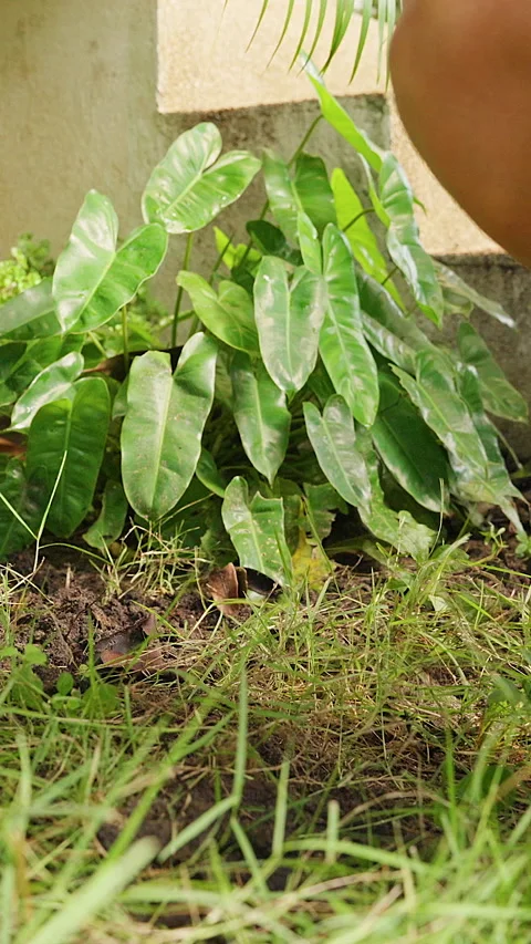Vertical video. Close Low Angle View of a Woman Loosening Soil with a Green Hand Stock Footage 340249187