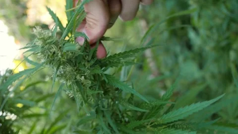 Vertical video. Close up. A man's hand plucks cannabis leaves from the stem. Video stock 268628213