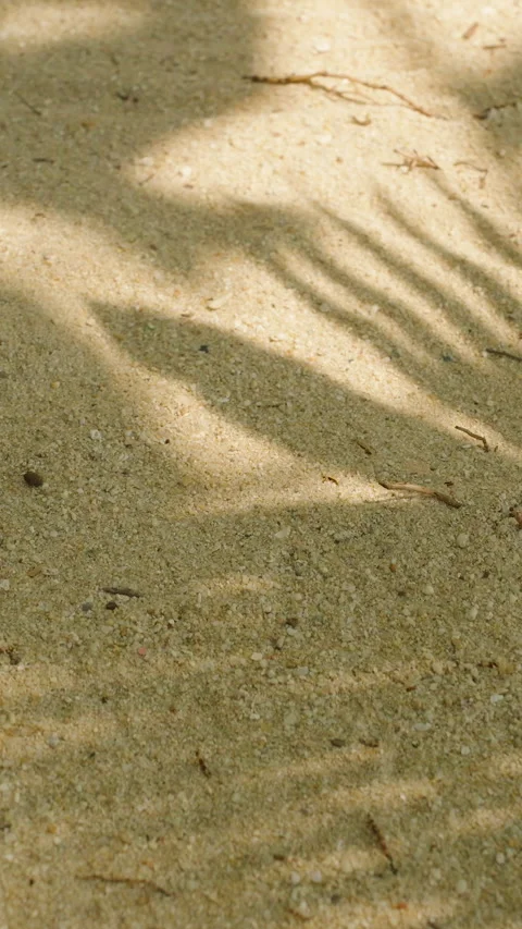 Vertical video. Close-Up of Palm Leaf Shadows on Sand Showing Detailed Light Stock Footage 314445956