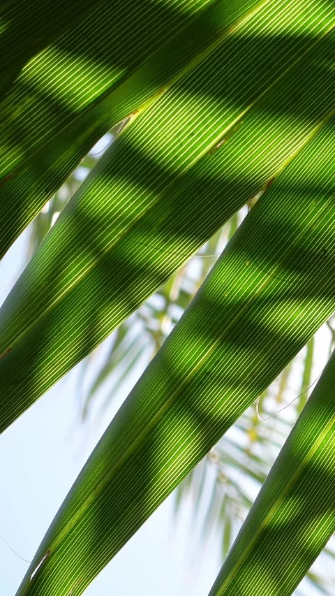 Vertical video of close up of a palm leaf backlit Stock-Footage 342494640