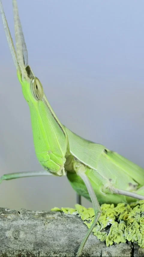 Vertical video, Close-up portrait of Giant green slant-face grasshopper Acrida Stock Footage 205811065