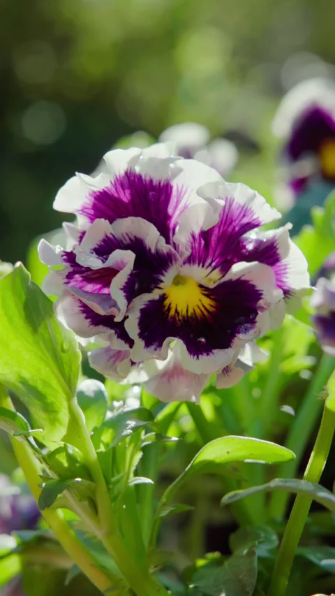 Vertical video. Close-up of a purple and white violet flower. Stock Footage 317934256