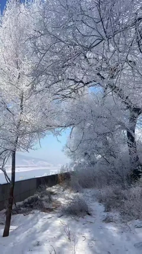 Vertical Video Close-Up of Rime Ice Trees with Pristine Snow Covered Ground Stock Footage 328385290